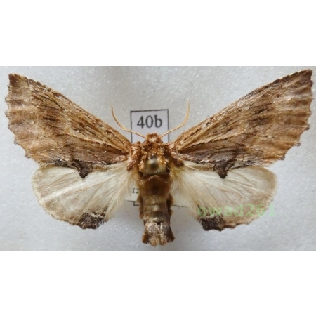 Ptilodon capucina (Linnaeus, 1758) male Czech40b